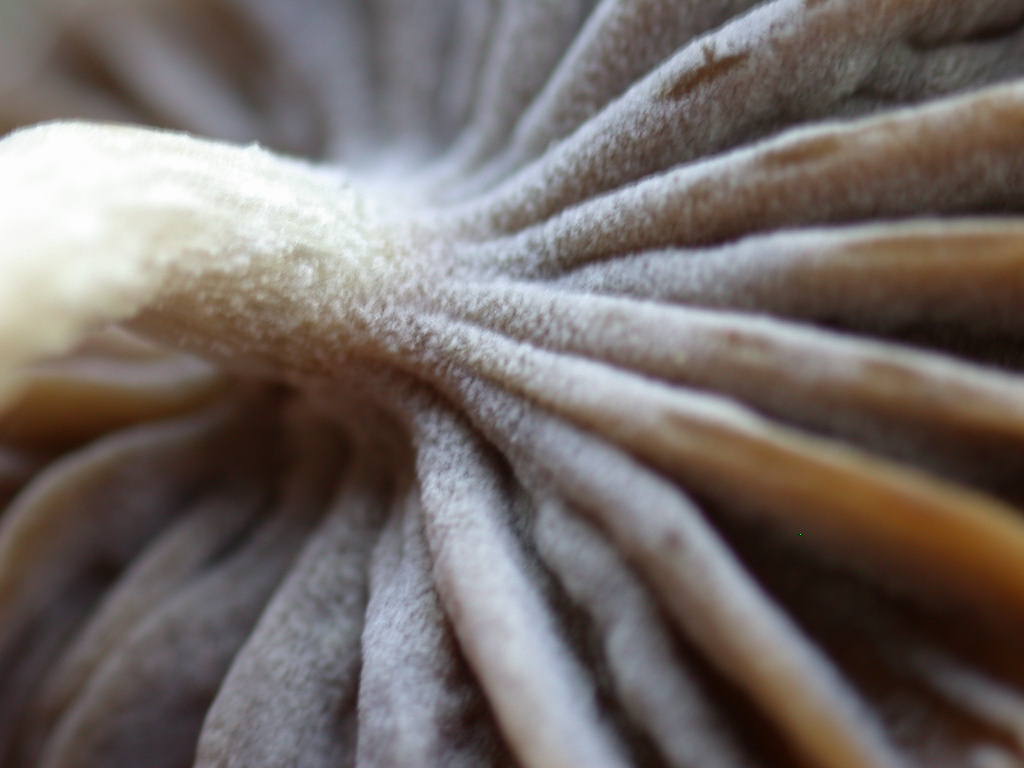 Sar� facile ....  ???   Quizzzz